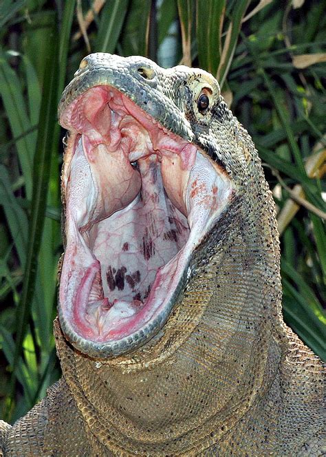 Komodo dragons are the largest living lizards on Earth, with venomous fangs, speed, and bone armor. Learn how they evolved from Australia, how they hunt, …